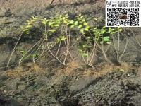 金叶女贞小苗多少钱一棵_价格_图片_基地_产地